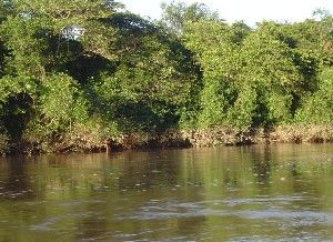 Dia do Meio Ambiente: abertura dia 02; limpeza do Iguatemi dia 05