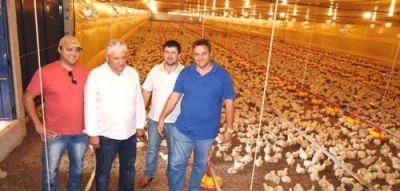 Frango Bello inicia atividades em Iguatemi com expectativa de 544 mil aves para abates. 