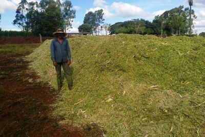 SILAGEM NO ASSENTAMENTO RANCHO LOMA IRÁ COMPLEMENTAR ALIMENTAÇÃO DO GADO LEITEIRO NO INVERNO.