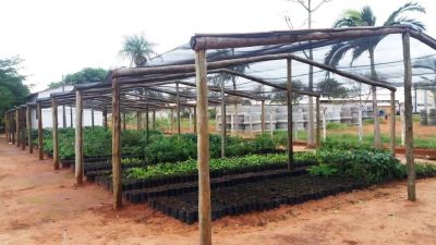 VIVEIRO DE MUDAS PRODUZIU 7,5 MIL MUDAS PARA ATENDER PRODUTORES RURAIS.