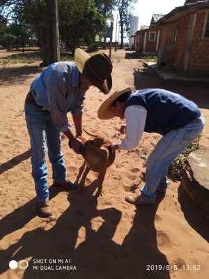 VACINAÇÃO ANTIRRÁBICA ESTÁ ACONTECENDO NA ZONA RURAL DO MUNICÍPIO. 