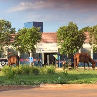 VIGILÂNCIA SANITÁRIA REALIZOU APREENSÃO DE ANIMAIS SOLTOS EM VIAS PÚBLICAS.