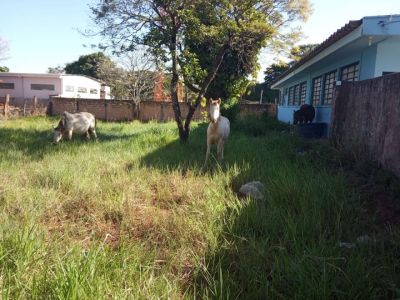 VIGILÂNCIA SANITÁRIA REALIZA APREENSÃO DE ANIMAIS.