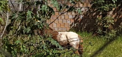 VIGILÂNCIA SANITÁRIA APREENDE ANIMAL SOLTO NA VILA SÃO SEBASTIÃO.