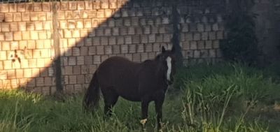 VIGILÂNCIA SANITÁRIA APREENDE ANIMAL SOLTO E PROPRIETÁRIO PRECISA RETIRAR URGENTE.