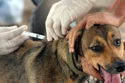 VIGILÂNCIA SANITÁRIA DE IGUATEMI DEU INÍCIO À VACINAÇÃO ANTIRRÁBICA, NA ÁREA RURAL DO MUNICÍPIO.