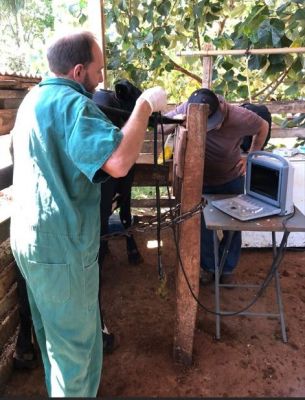 SECRETARIA DE DESENVOLVIMENTO ECONÔMICO DA PREFEITURA DE IGUATEMI INTENSIFICA ATENDIMENTOS VETERINÁRIOS AOS PRODUTORES RURAIS.