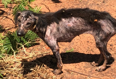 VIGILÂNCIA SANITÁRIA RECOLHE E DOA ANIMAL ABANDONADO