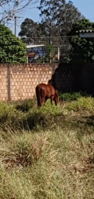 VIGILÂNCIA SANITÁRIA APREENDE MAIS UM ANIMAL SOLTO NA MS-180. 