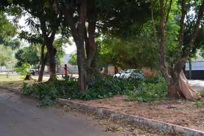 A SECRETARIA DE OBRAS REALIZA PODA PADRONIZADA EM AVENIDAS E RUAS DA CIDADE.