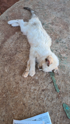 Homem é detido após acusação de maus-tratos a animal doméstico.