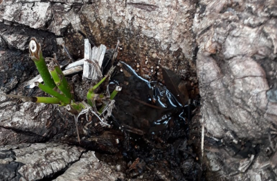 AGENTES DE ENDEMIAS COMBATEM AEDES AEGYPTI EM DEPÓSITOS NATURAIS.