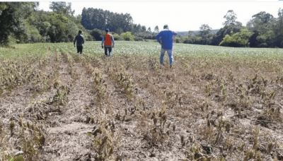 PEQUENOS PRODUTORES DA AGRICULTURA FAMILIAR DE IGUATEMI ATINGIDOS PELA SECA, CONQUISTAM CONCESSÃO DE REBATE.