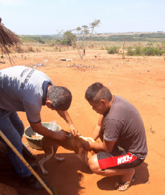 VIGILÂNCIA SANITÁRIA DE IGUATEMI VACINOU CÃES E GATOS NA COMUNIDADE PYELITO KUÊ.